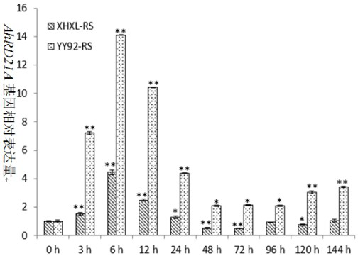 Peanut cysteine protease encoding gene AhRD21A as well as expression vector and application thereof