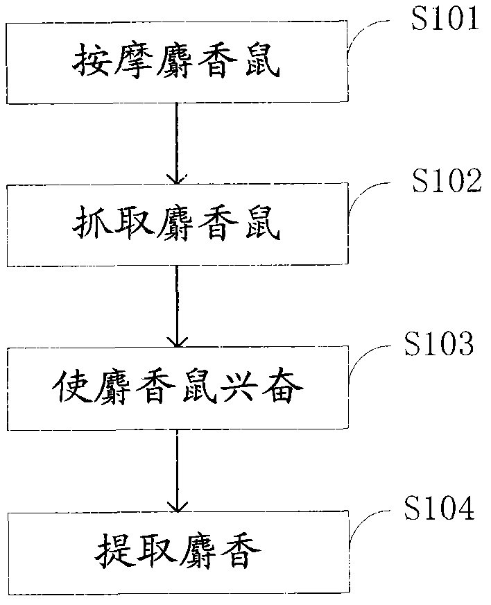 Method for extracting musk from musk rat sweetly