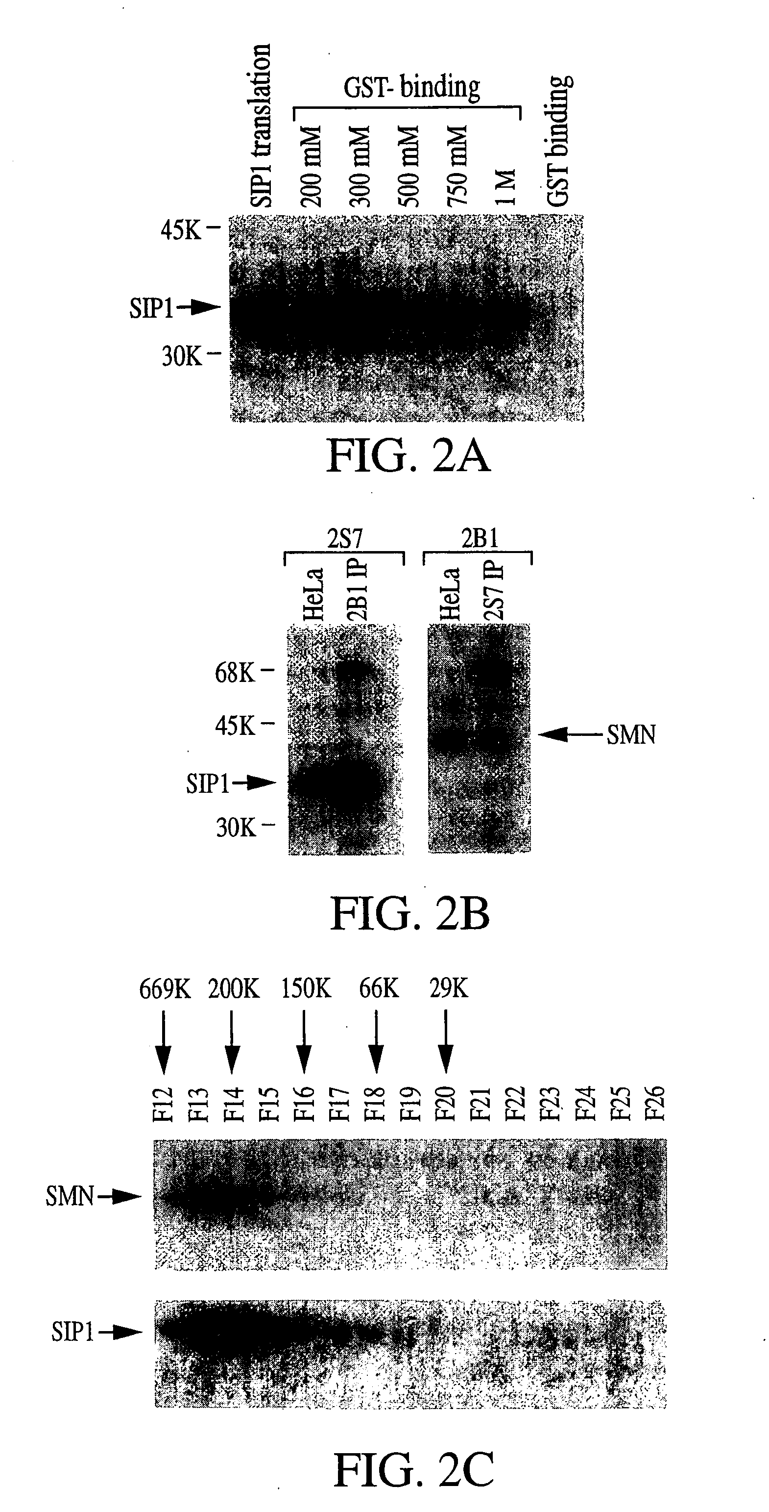 Compositions, methods, and kits useful for the diagnosis and treatment of spinal muscular atrophy