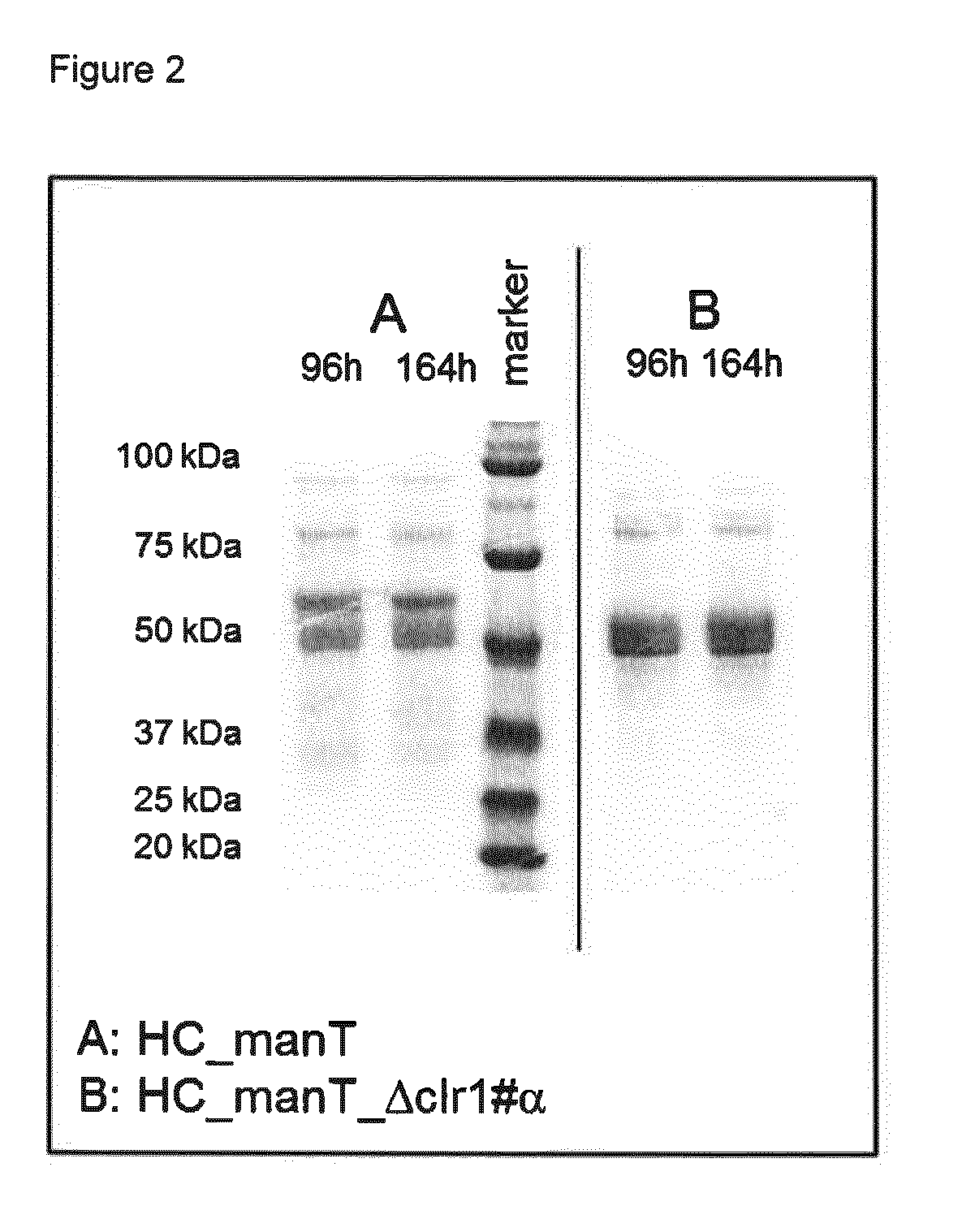 Method of producing proteins in filamentous fungi with decreased clr1 activity