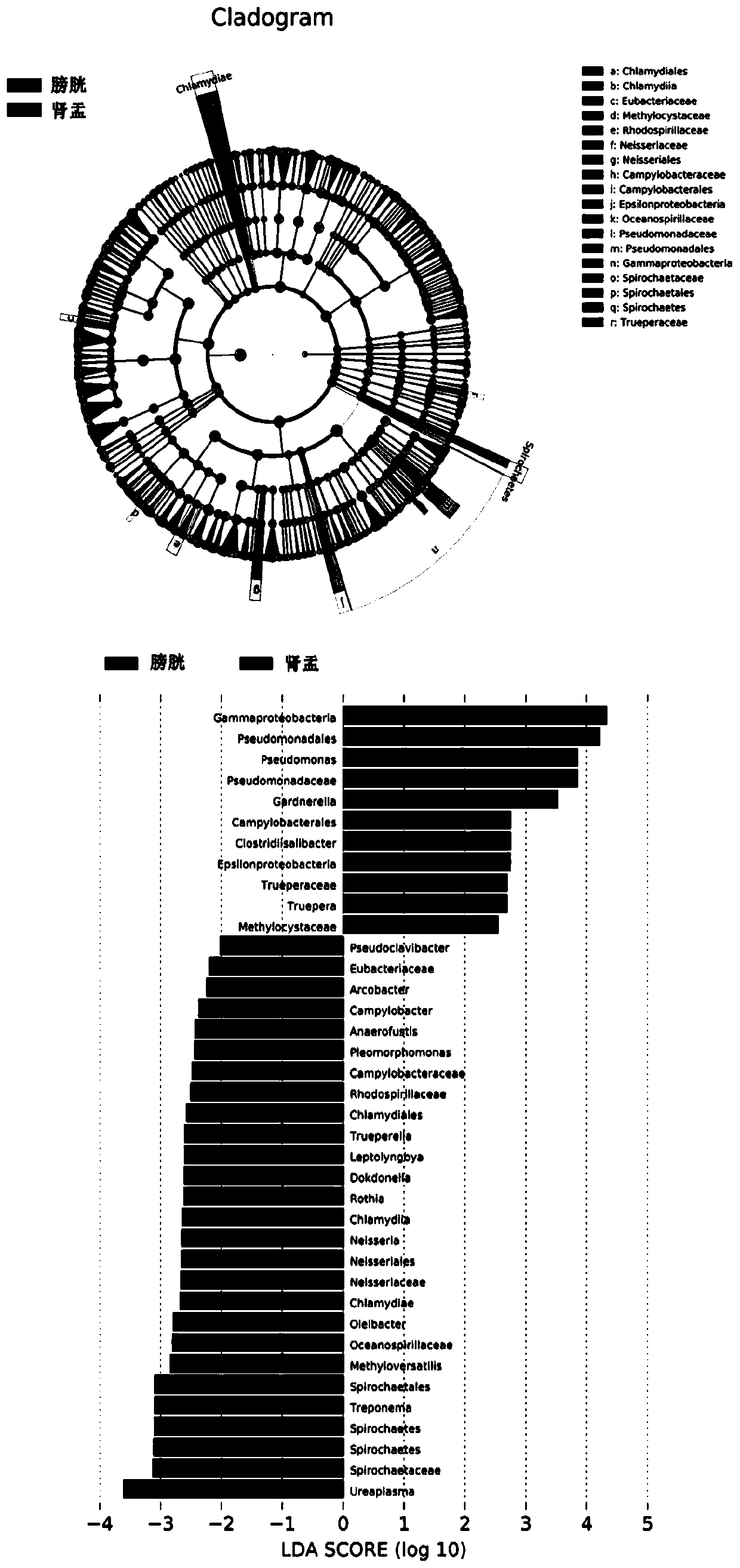 Renal pelvis urine microecological specimen collection method and contamination verification method thereof