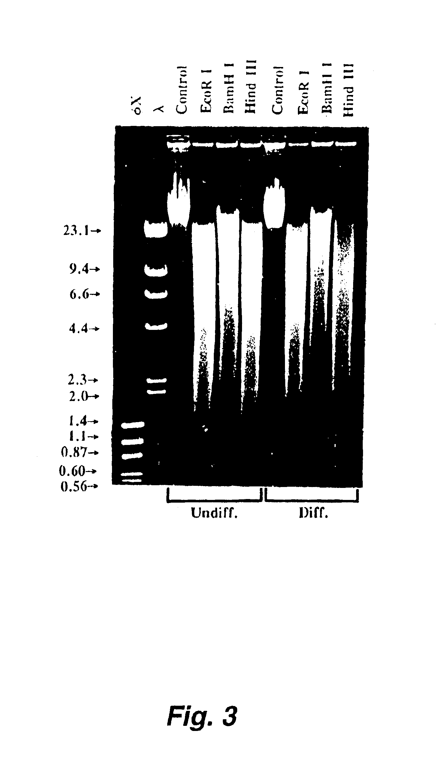 Methods for simultaneous isolation of biologically active transcription factors and DNA