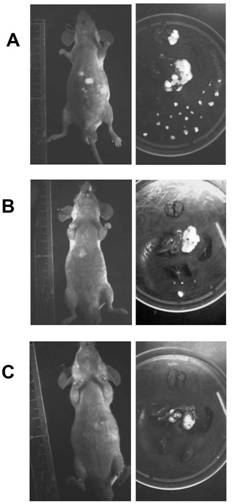 Application of Epstein barr (EB) virus miR-BART7 antisense oligonucleotide in preparing medicine capable of treating nasopharynx cancer