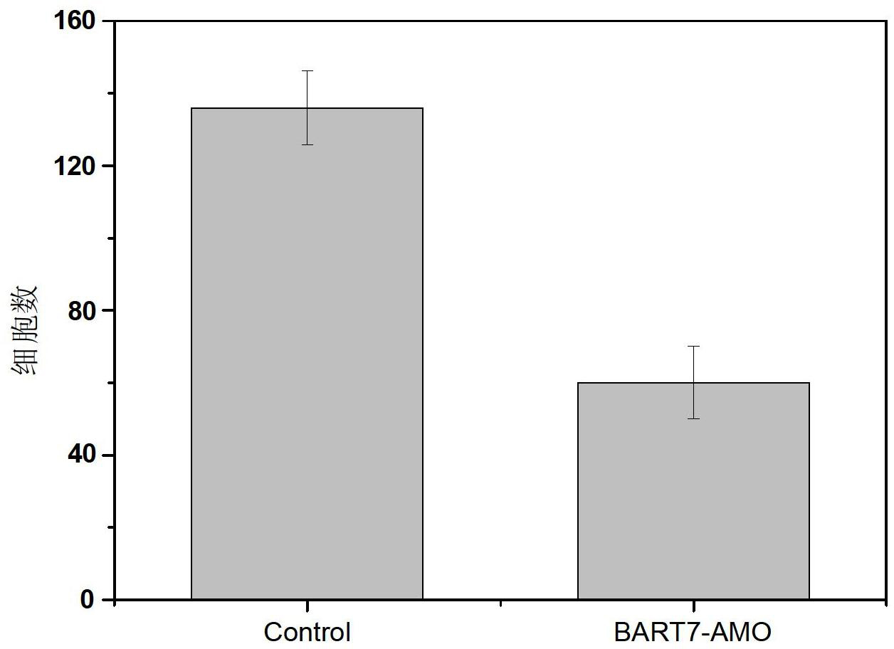 Application of Epstein barr (EB) virus miR-BART7 antisense oligonucleotide in preparing medicine capable of treating nasopharynx cancer