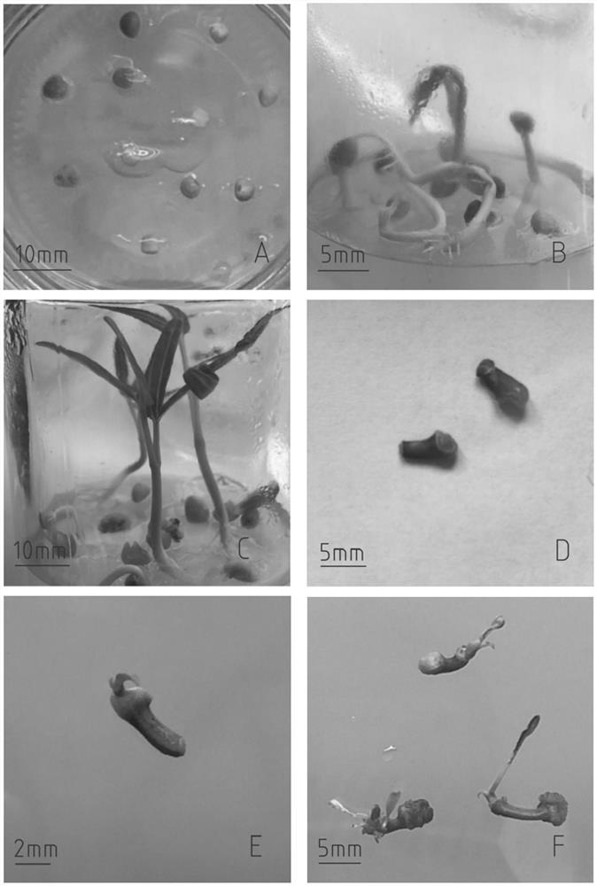 A method for inducing regenerated plants from the first internode of water spinach stalks