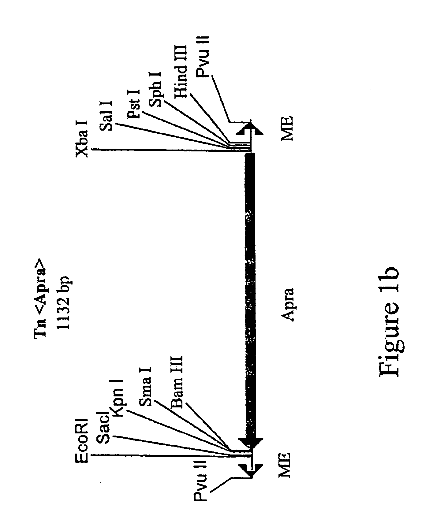Method for the expression of unknown environmental dna into adapted host cells