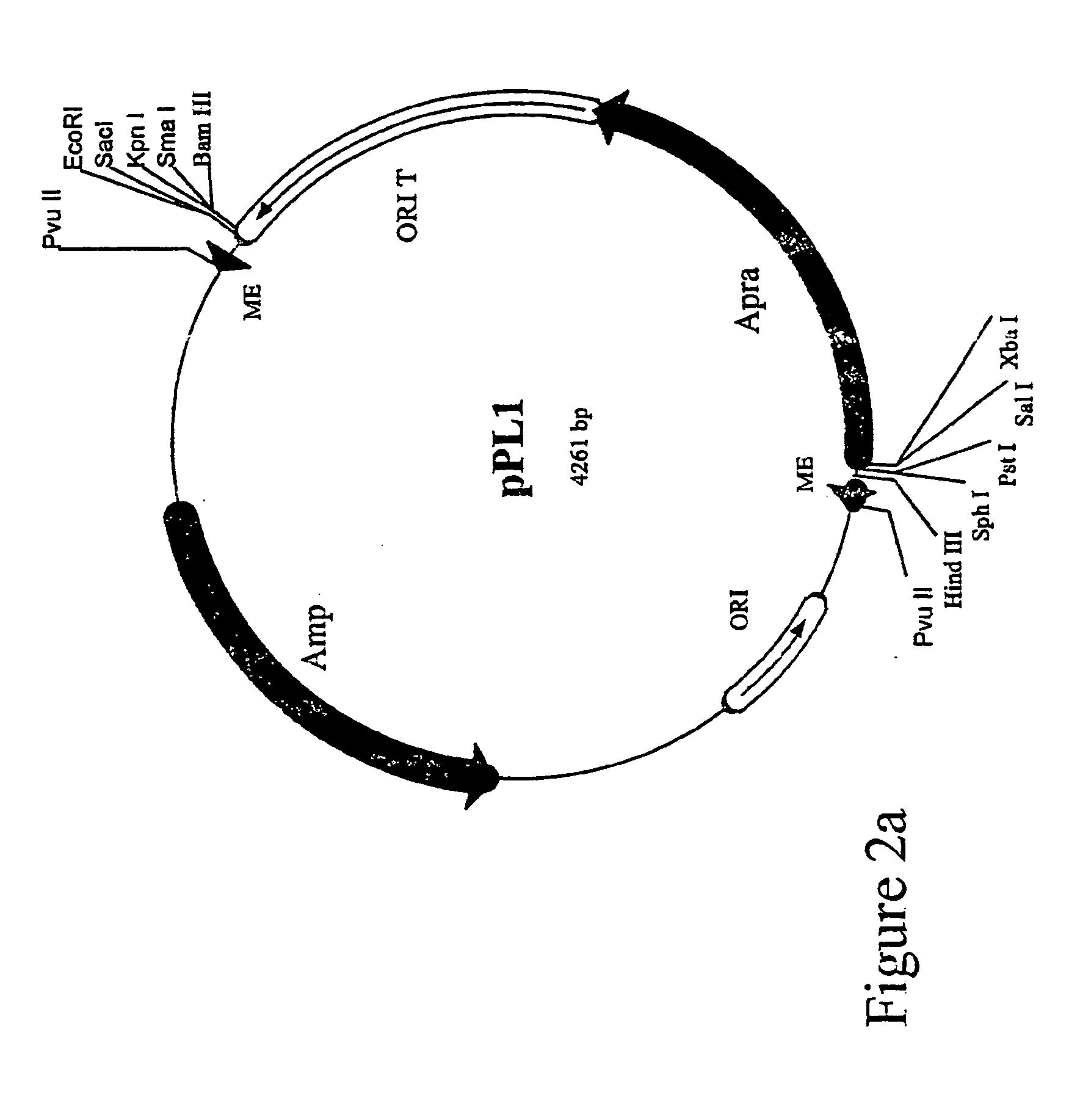 Method for the expression of unknown environmental dna into adapted host cells