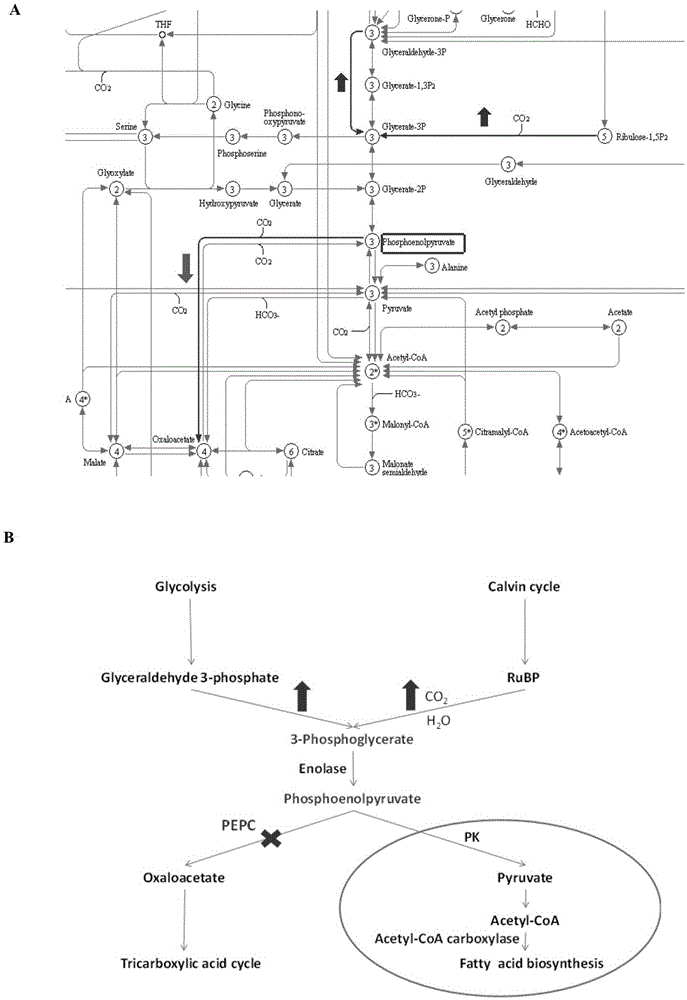 Method of creating high-oil cotton material by using cotton GhPEPC gene