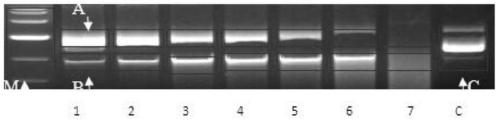 A kind of endonuclease mus81 detection kit and its detection method and application