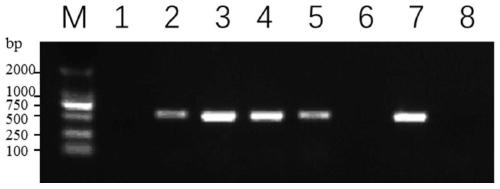 BnALS1 mutant gene and protein based on gene editing and application of BnALS1 mutant gene and protein