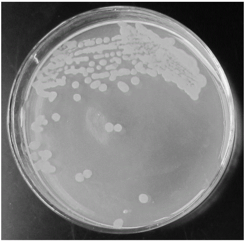 Methylotrophic bacillus strain and application thereof
