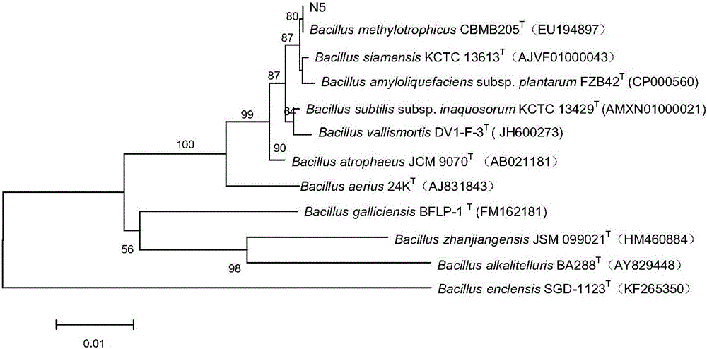 Methylotrophic bacillus strain and application thereof