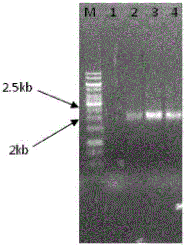 Preparation method and application of small molecular weight hyaluronic acid, and hyaluronate lyase genetic vector and engineering bacteria