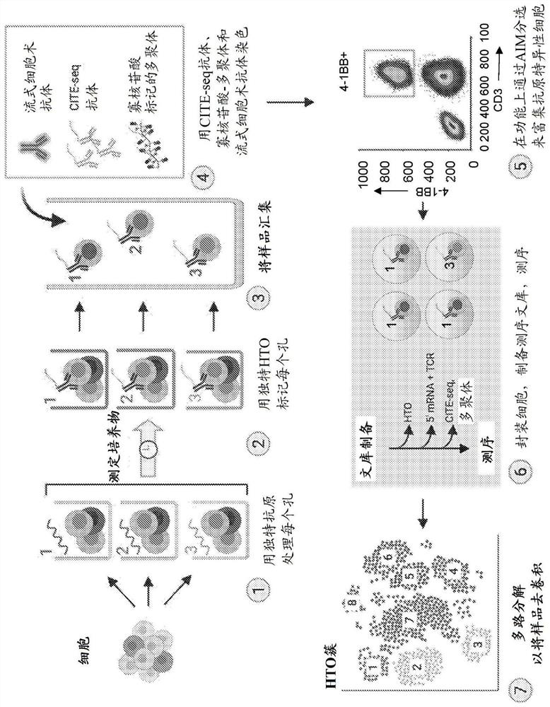 High throughput method for screening for homologous t cells and epitope reactivity in primary human cells