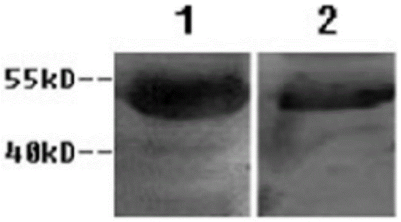 Rabies virus nucleoprotein monoclonal antibody and application thereof