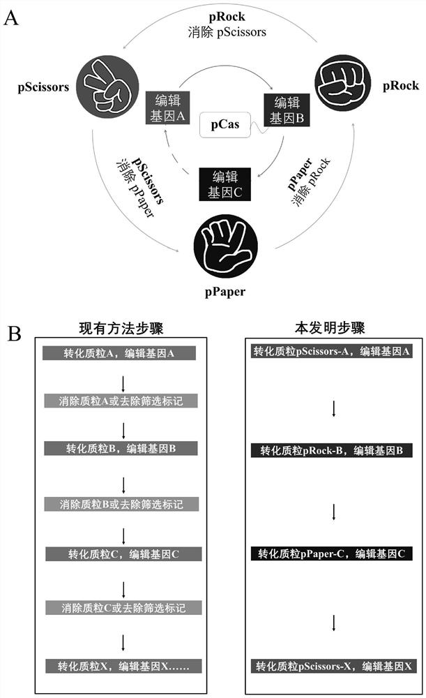 Gene editing tool, preparation method thereof and multi-round gene editing method