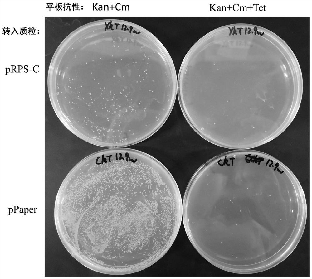 Gene editing tool, preparation method thereof and multi-round gene editing method