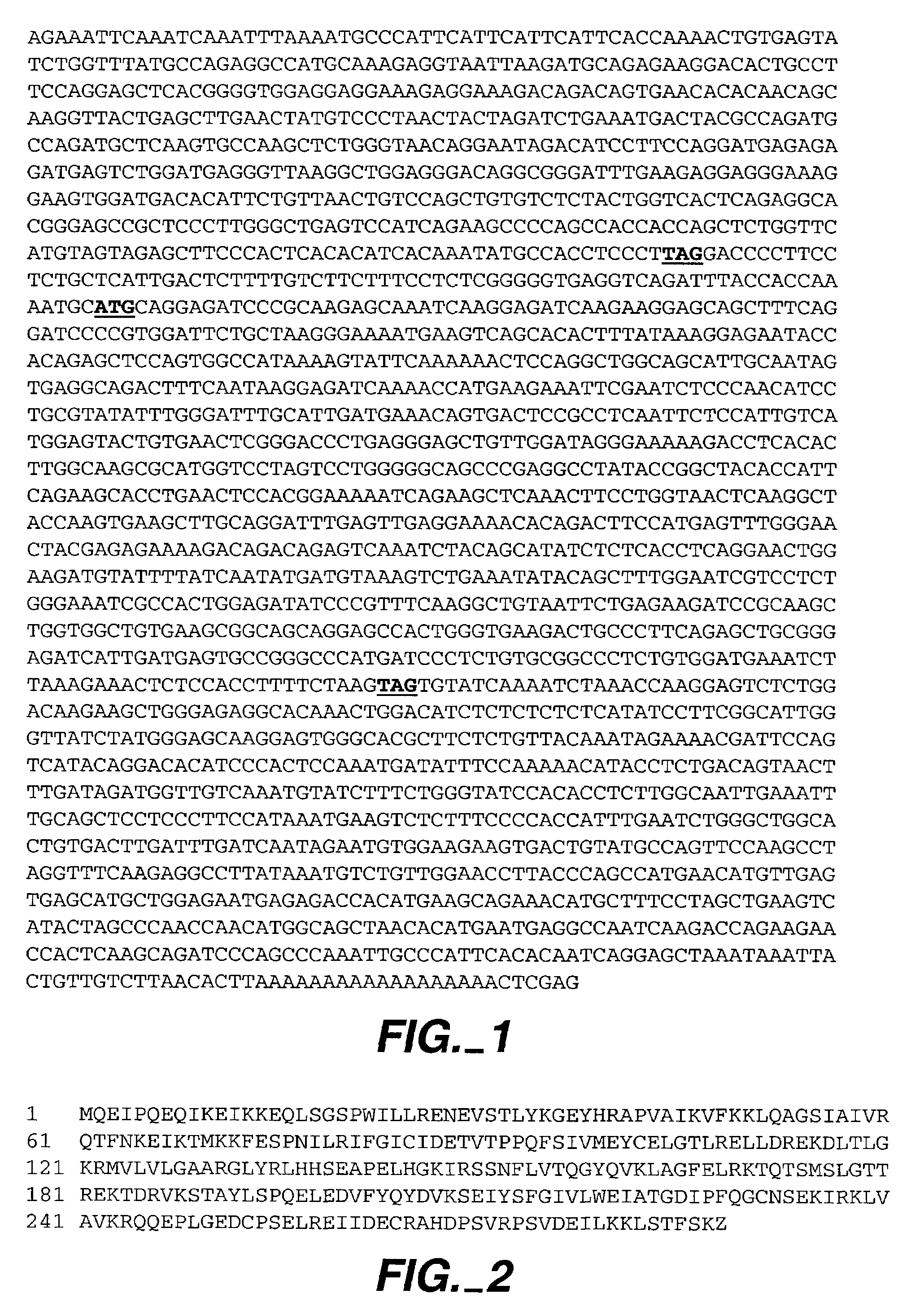 RIP3 associated cell cycle protein