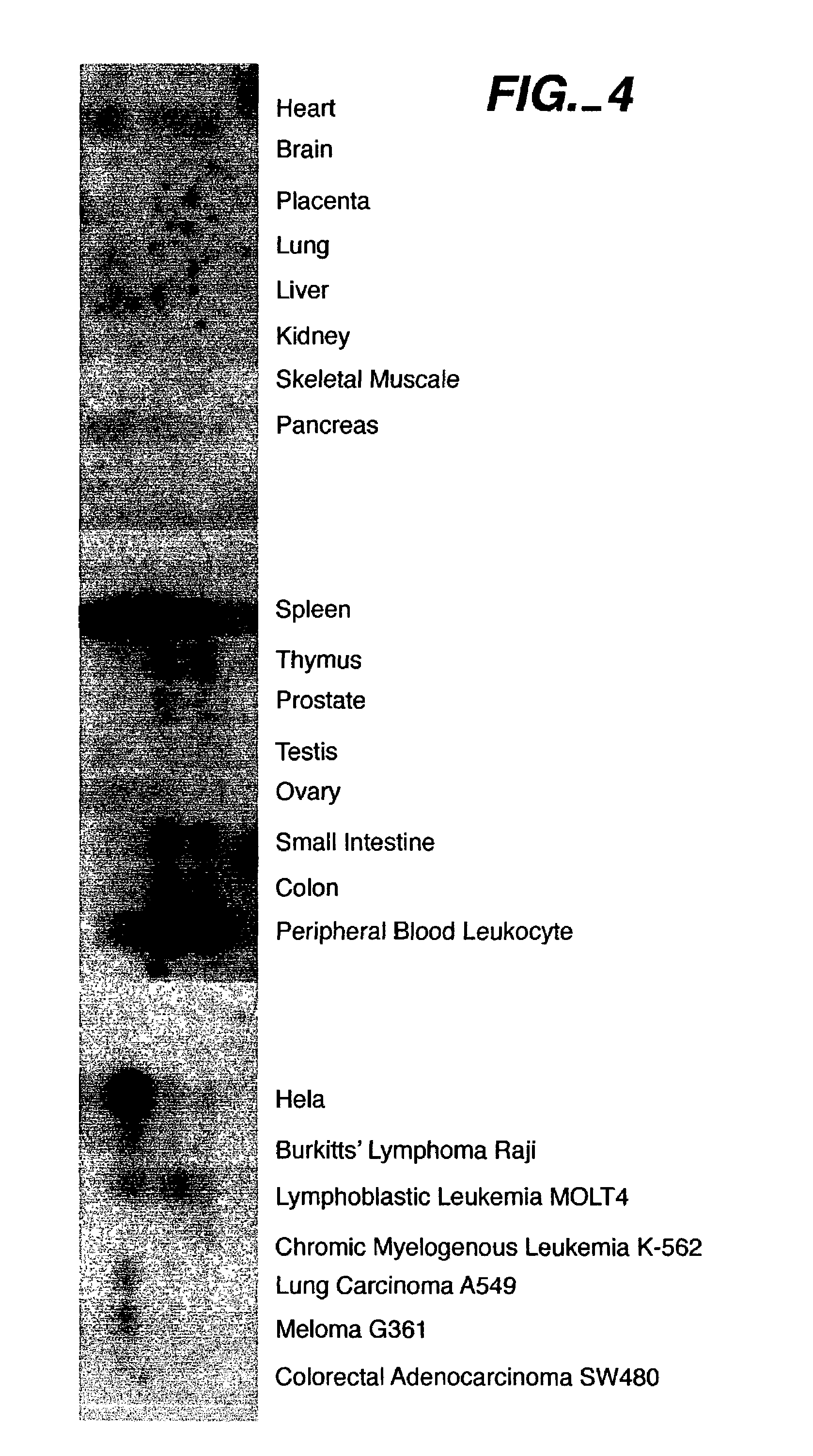 RIP3 associated cell cycle protein