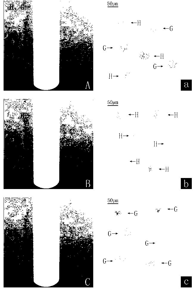 Monoclonal antibody of anti-blue crab particle hemocyte 26.7kDa protein, and preparation method thereof