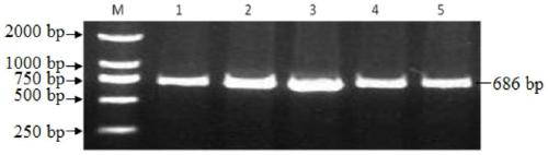 The method and application of detection of single nucleotide polymorphism of sheep pcnp gene by pcr-rflp