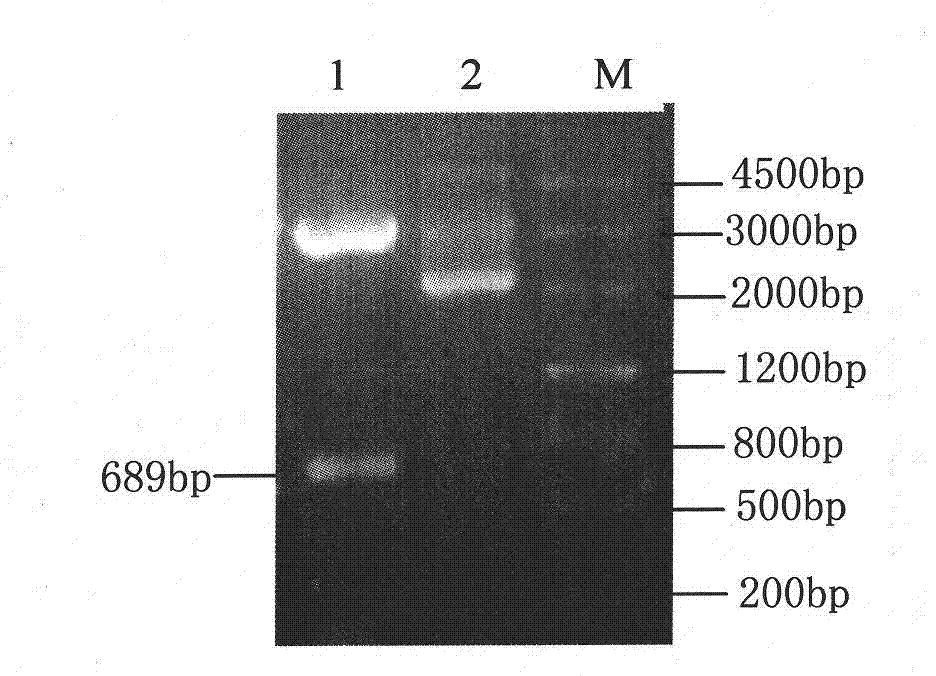 Recombinant vector and recombinant bacterium containing tomato LeEXP2 gene, and expression of LeEXP2 gene in recombinant bacterium