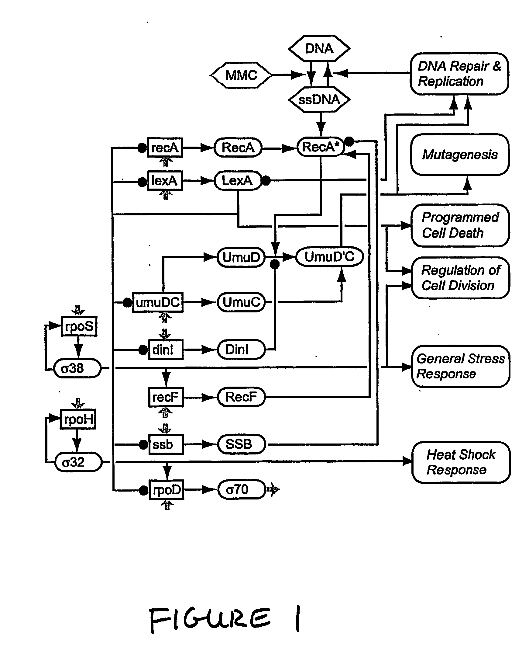 Systems and methods for reverse engineering models of biological networks