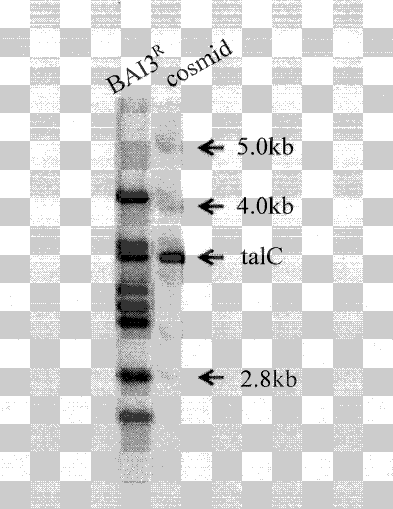 Sequencing method of rice bacterial leaf blight activating transcription factor like effector gene