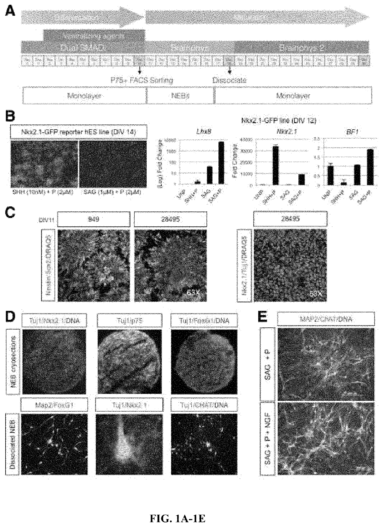 Method and composition for generating basal forebrain cholinergic neurons (BFCNS)