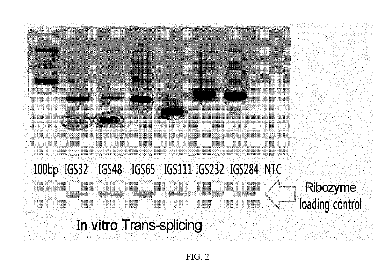 Ctla-4-targeting trans-splicing ribozyme for delivery of chimeric antigen receptor, and use thereof