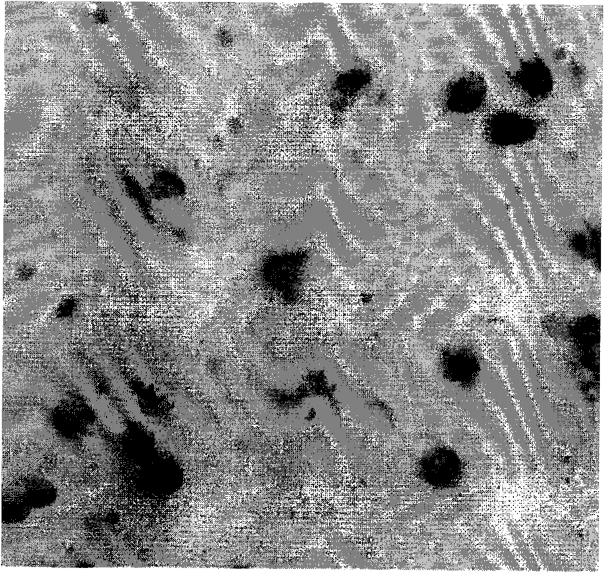 In situ hybridization detection kit and detection method for FASLG gene and application