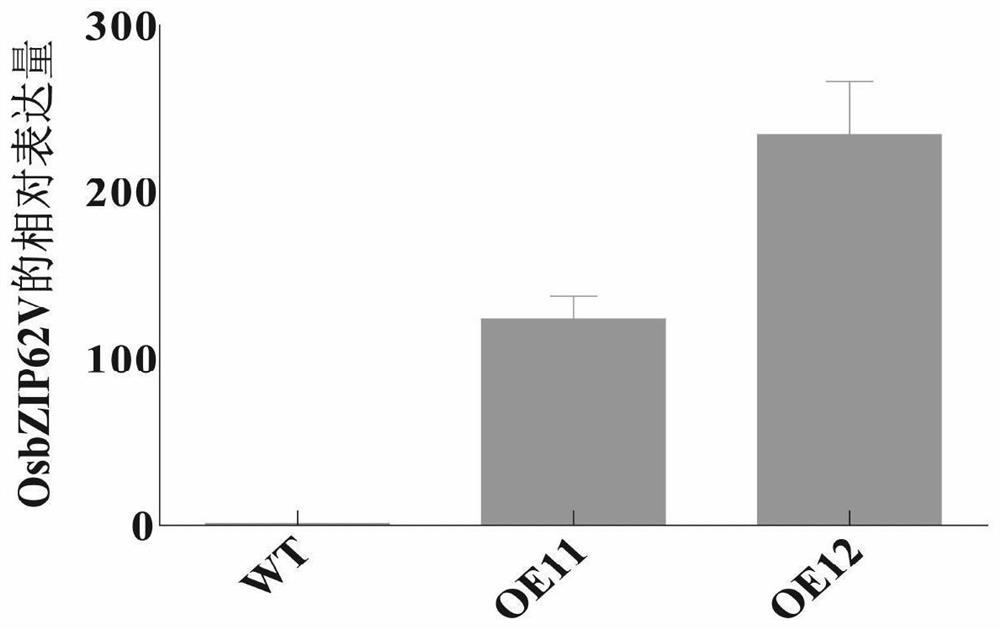 Application of agronomic characters of OsbZIP62-VP64-fused-expressed improved rice