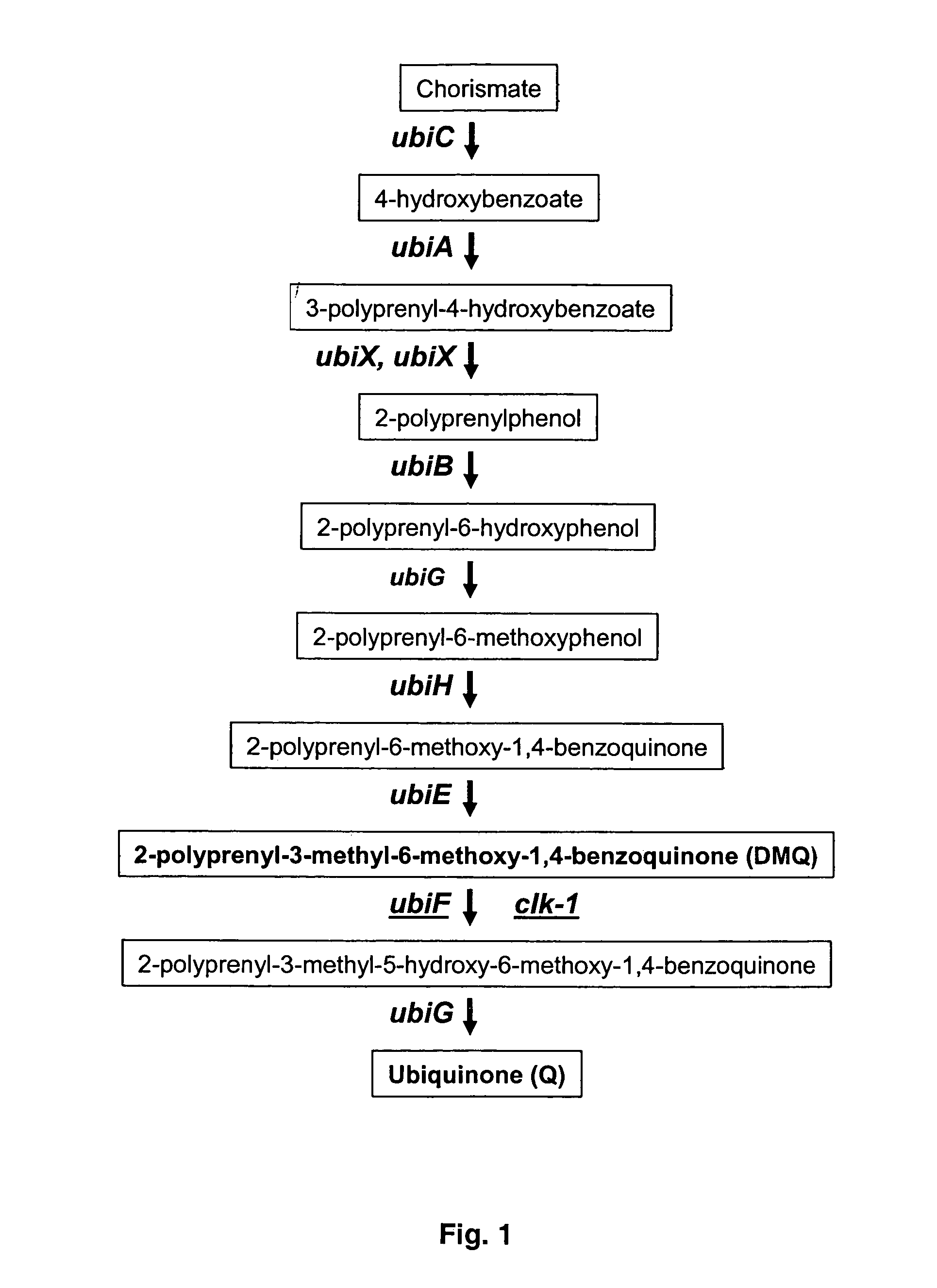 Method for identifying modulators of CLK-1 and UbiF activity