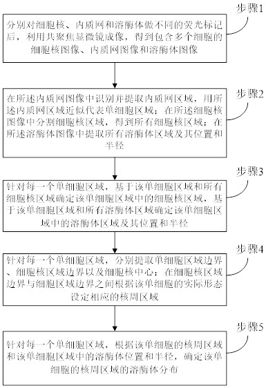 Full-automatic quantitative analysis method for perinuclear lysosome distribution