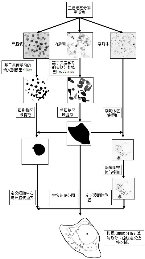 Full-automatic quantitative analysis method for perinuclear lysosome distribution