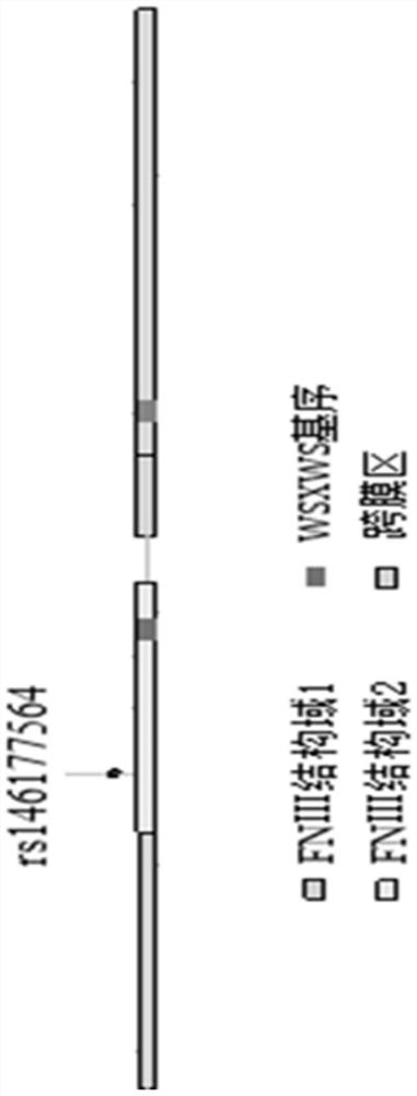 SNP (Single Nucleotide Polymorphism) site-containing polynucleotide related to schizophrenia and application of SNP site-containing polynucleotide