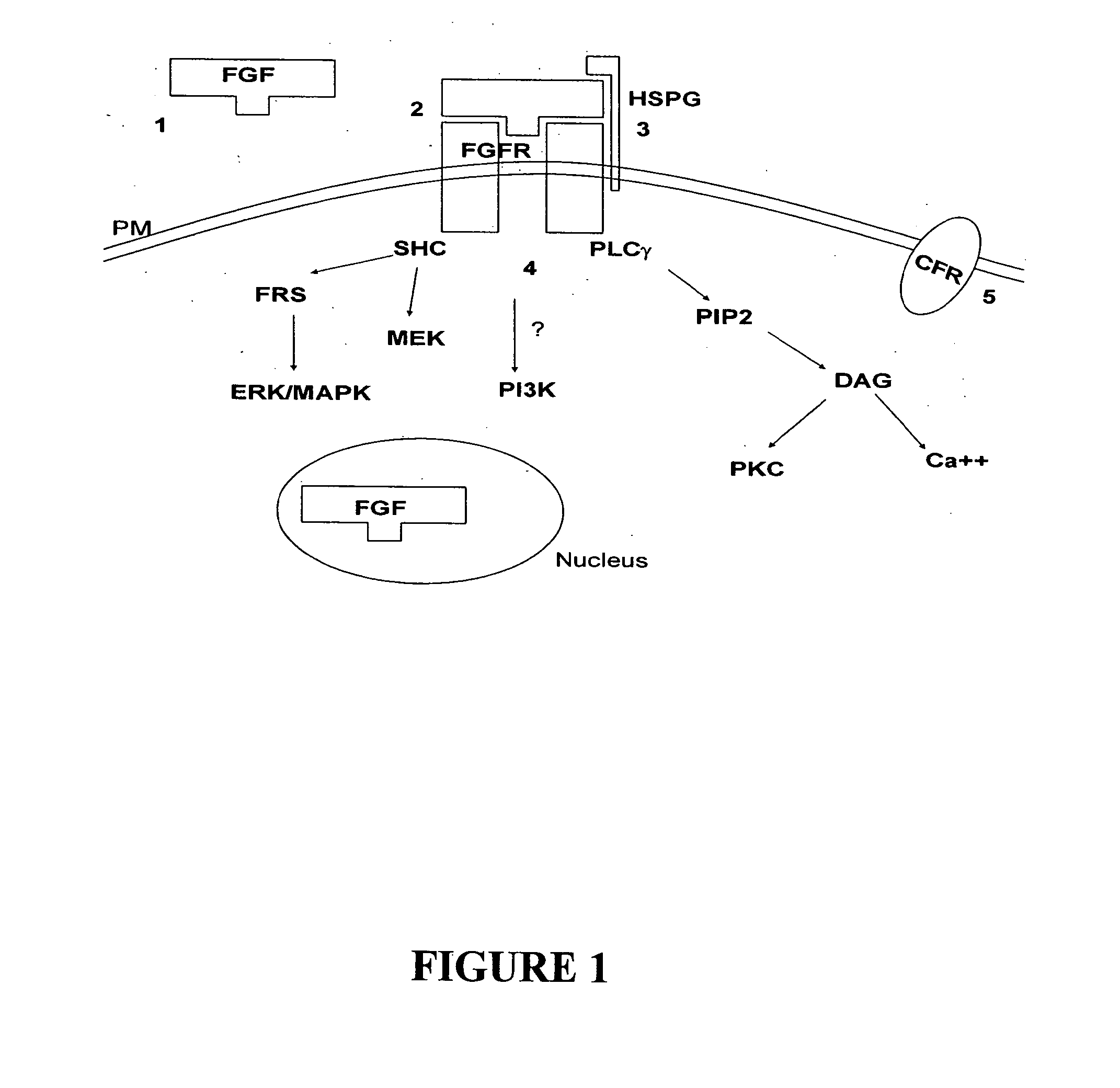 Differentiation modulating agents and uses therefor