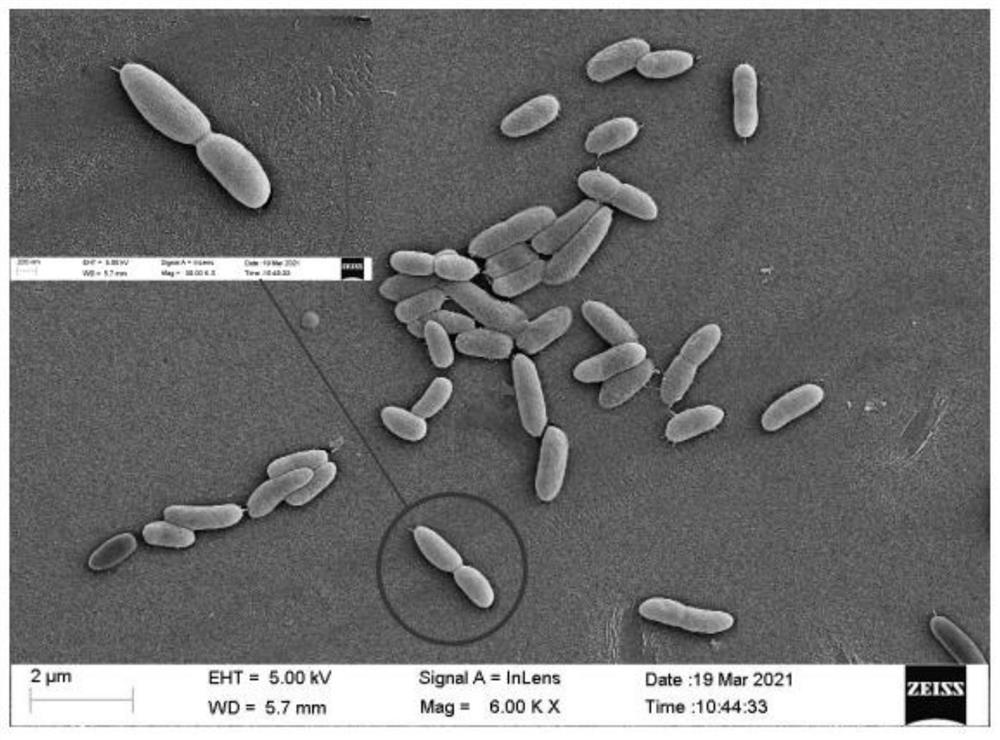 Arthrobacter capable of degrading n-eicosane and application thereof