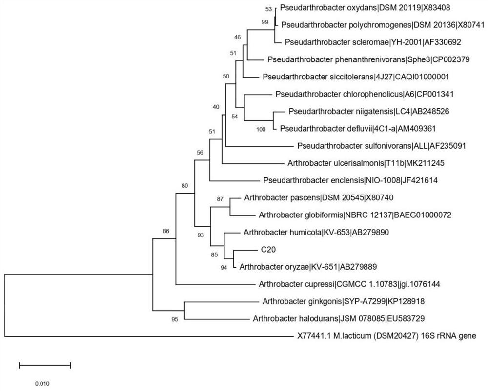 Arthrobacter capable of degrading n-eicosane and application thereof