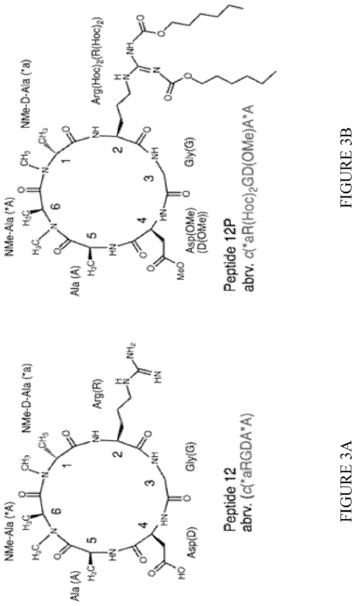 N-methylated cyclic peptides and their prodrugs