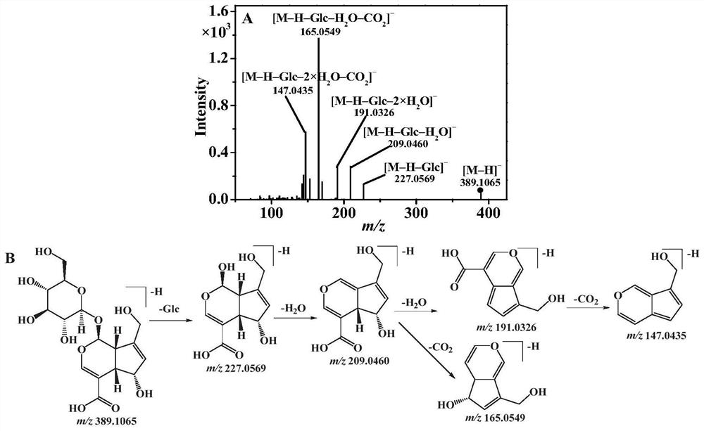 Preparation method of iridoid glycoside in oldenlandia diffusa and application of iridoid glycoside in preparation of anti-inflammatory drugs