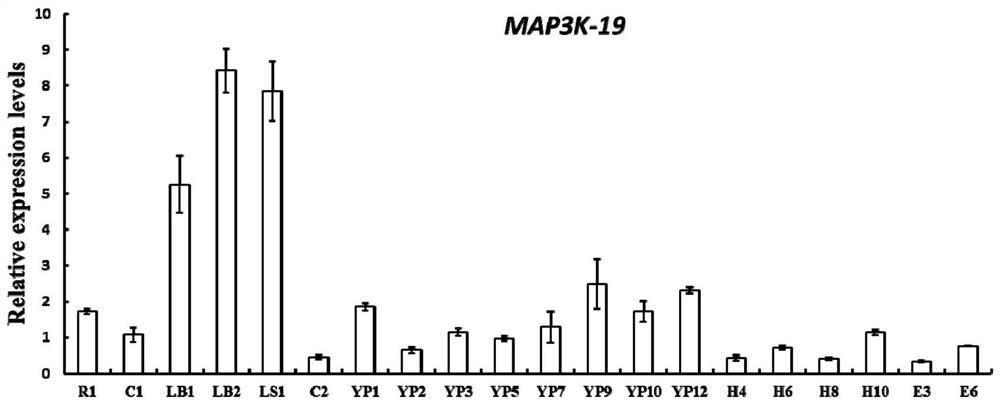 A map3k-19 gene and its encoded protein for improving high temperature tolerance in rice heading stage and its application