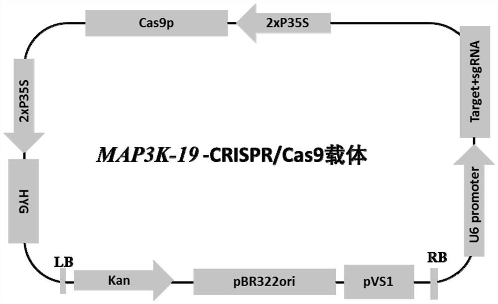 A map3k-19 gene and its encoded protein for improving high temperature tolerance in rice heading stage and its application