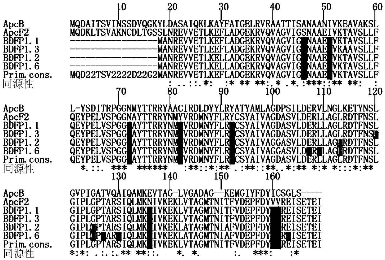 Gene modified novel BDFP fluorescent protein and fused protein thereof