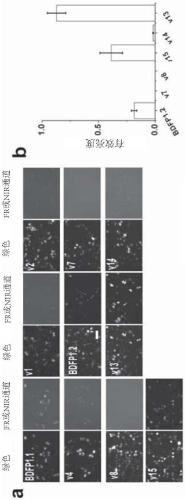 Gene modified novel BDFP fluorescent protein and fused protein thereof