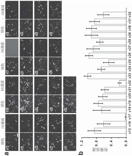 Gene modified novel BDFP fluorescent protein and fused protein thereof