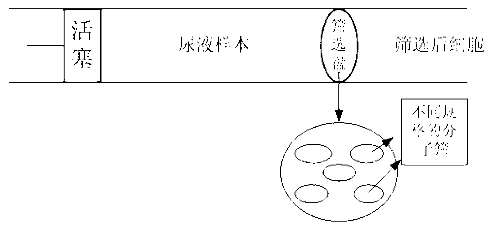 Urine cell image classification and identification system and method