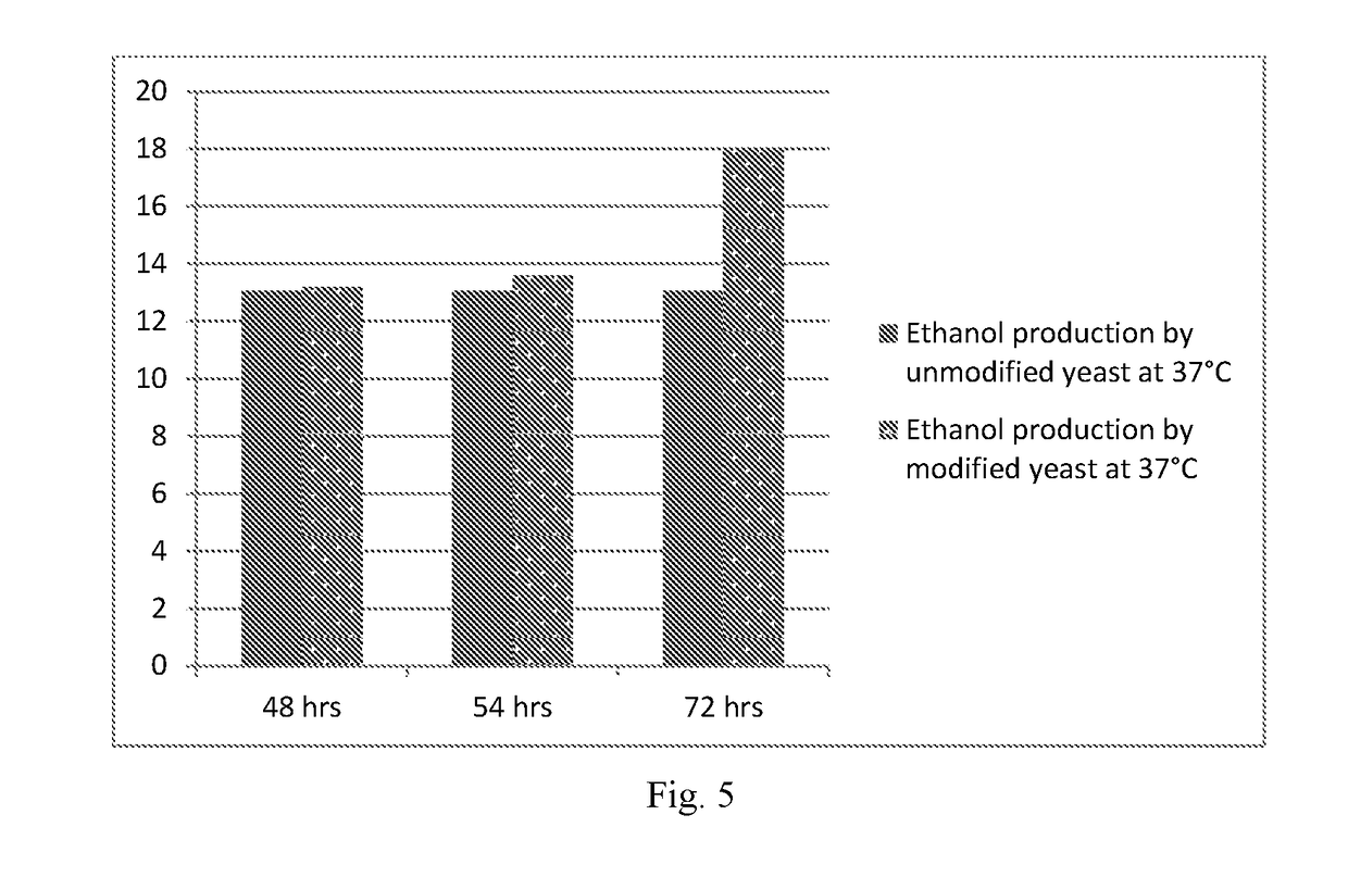 A Method Of Producing High Amount Of Ethanol At High Temperature By Modified Yeast Strain Saccharomyces Cerevisiae