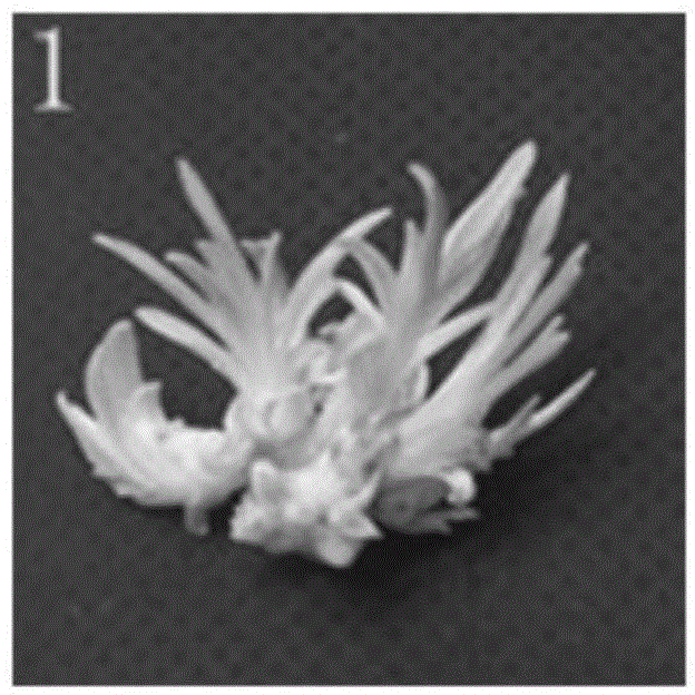 Tissue culture method for hemerocallis sempervirens araki