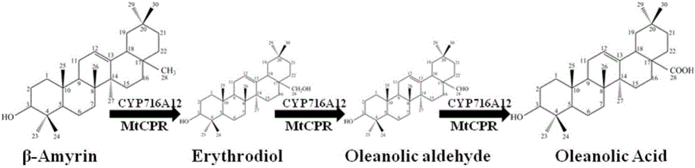 Method for synthesizing 3-O-glucose-based oleanolic acid and cellobiose oleanolic acid by using saccharomyces cerevisiae